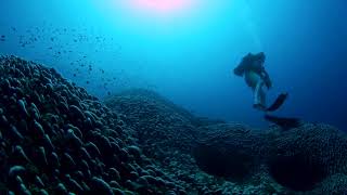 Scientists discover worlds largest coral in Solomon Islands  REUTERS [upl. by Gilliette]