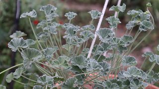 Pelargonium sidoides  Geranio africano  cuidados  kaloba  Umckaloabo  Geranio de Sudáfrica [upl. by Allys]