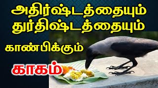 அதிர்ஷ்டத்தையும் துர்திஷ்டத்தையும் காண்பிக்கும் காகம்  astrology  T Tamil Technology [upl. by Clarette871]