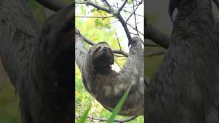 Sloth Secrets How They Survive by Moving in Slow Motion 🦥🌿 animalvideos shorts [upl. by Dominga]