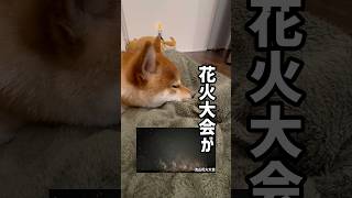 レイクタウンのマメシバごん 流山花火大会に行けず… 豆柴 柴犬 今日のごん 豆柴のいる暮らし 流山花火大会 mameshiba [upl. by Levon]