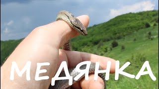 МЕДЯНКА SMOOTH SNAKE CORONELLA AUSTRIACA animals reptiles herping snake животни herps [upl. by Minor375]