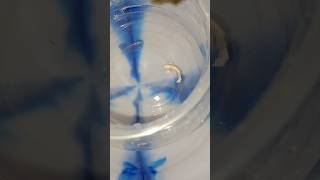 Betta fish breeding in tamil bettabreeding bettabreedingstepbystep [upl. by Lacefield]