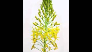 Bulbine frutescens [upl. by Gerson]