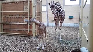 Netgiraffe geboren in Diergaarde Blijdorp Rotterdam [upl. by Edalb]