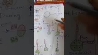 Embryogenesis in dicot in bengali [upl. by Chabot]