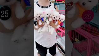 Dog Market Full Address In India Il Teacup dog Shop II Pomeranian dog Shopshorts viral cutedog [upl. by Peursem]