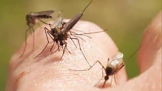 How to Protect Yourself From West Nile Virus [upl. by Enilhtak686]