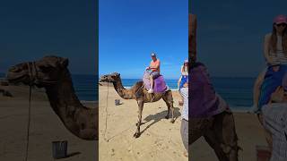 Tangier Views 👀🇲🇦 tangier morocco africa travel camel vlog views ocean summer arabic fun [upl. by Lesirg167]