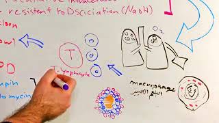 mycobacterium tuberculosis quotمرض السل الرئوي quotالتدرن [upl. by Eizle]