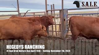 HEGEDYS RANCHING 41 Red Bred Heifers Due April 15th [upl. by Nauht]