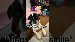 Smile😛😀 dog pug funnydog puppy itstotothepug funnyanimal cute pugspugspugs funnypet [upl. by Ternan]