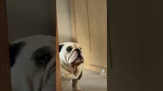 Rhino vs reflection 🙈 bulldog funnypictures youtube englishbulldog bulldogfamily viralvideo [upl. by Euhc211]