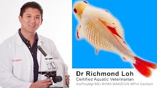 Dr Loh explains the causes of dropsy and does a full examination of a bloated Goldfish [upl. by Hungarian333]