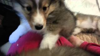 Attacked by Sheltie puppies [upl. by Magdala]