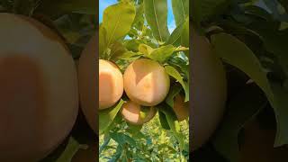 Amazing Splash Plumcot fruit fruit satisfying shorts [upl. by Amsab946]