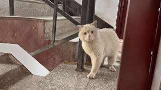 This polite stray cat knocked on the door trying to ask for adoption and become part of the family [upl. by Yelik]