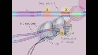 Trp Operon [upl. by Wengert]