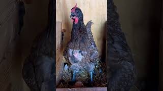 Chicken egg song video shorts chicken youtubeshorts fyp farming chickensong egg loud home [upl. by Yendyc]