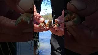 Yabbies are on🦞🦞🦞fishing outdoors life youtubeshorts [upl. by Nosiddam]