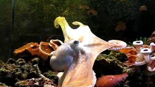 Mama Cass  Octopus Briareus Great Web Display and Passing Cloud [upl. by Margo173]