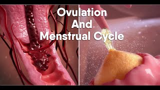 ovulation and menstrual cycle often called periodmedical animationDandelionTeam ovulation period [upl. by Nauaj]