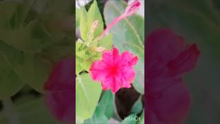 Kro hmse wada🌼🌸❤️trendingshorts viralshorts youtubeshorts gardening flowers love [upl. by Irved]