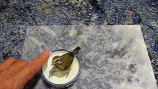 Green Singing Finches with Handels Water Music [upl. by Norehc]