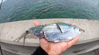 Every BAIT Got DESTROYED EPIC Florida Keys Bridge Fishing [upl. by Chloras]