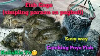 How to Catch POYOPOYO Fish [upl. by Hephzipa200]