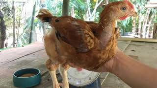 Raising a Hubbard Sasso Chicken  Growth Time lapse [upl. by Teak392]