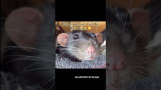 Pay Attention To The Rat’s Eyes 🤔 interesting [upl. by Annerb]