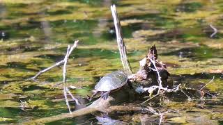 Fernwood Zen Turtle at Big Pond [upl. by Neville]