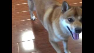 Dancing Shiba Inu Dog [upl. by Nnomae]