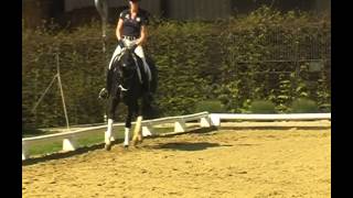 SOLD AQUILEA 2010 Old Mare by AmpereDaddy CoolSandro Hit [upl. by Fernandes169]