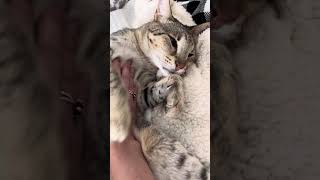 Big Savannah Cat Loves Belly Rubs Cuteness Overload [upl. by Marcelia]