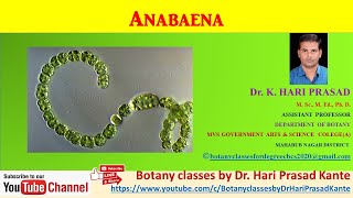 Anabaena  Dr Hari Prasad Kante [upl. by Schlosser]