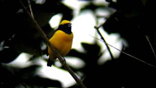 Yellowcrowned Euphonia [upl. by Ruckman]