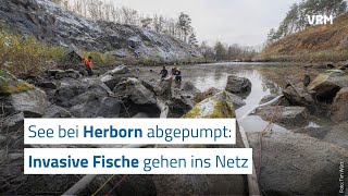 See bei Herborn abgepumpt Invasive Fische gehen ins Netz [upl. by Surad]