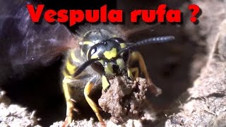 Observations  Guêpes Vespula rufa [upl. by Ecnesse]