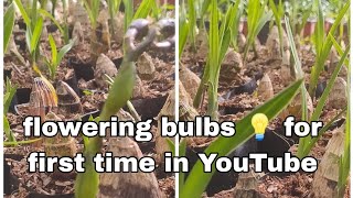 update of bulbs  cymbidium bulbs flowering cymbidium bulbs for d first time in youtube [upl. by Iney39]