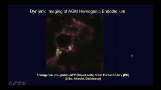 Regulation of Endothelial Cell Specialization [upl. by Anoyet]