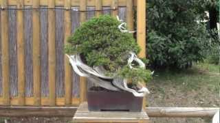 Enrico Savinis amazing The Eye of The Cyclone Juniper Bonsai [upl. by Alair]