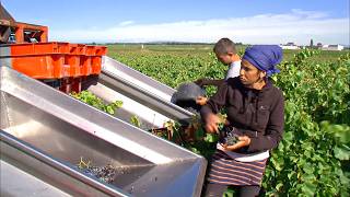 Southern Rhone Valley Discovering the Greatest French Wines [upl. by Bottali]