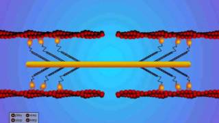 Sliding Filament Mechanism [upl. by Alatea]