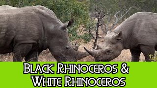 Black Rhinoceros amp White Rhinoceros  The Differences [upl. by Aicenet]