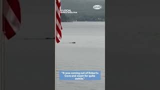 Moose swims across Lake Winnipesaukee in Alton newhampshire [upl. by Sokairyk492]