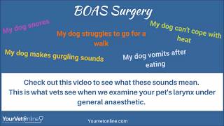 Why My Dog Cant breathe  Brachycephalic Airway Syndrome [upl. by Alaham]