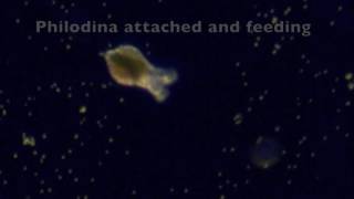 Philodina Rotifer Life Cycle [upl. by Ecnatsnoc]