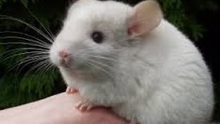 Chinchilla funny videos Chinchilla playing Animals for kids [upl. by Barbe]